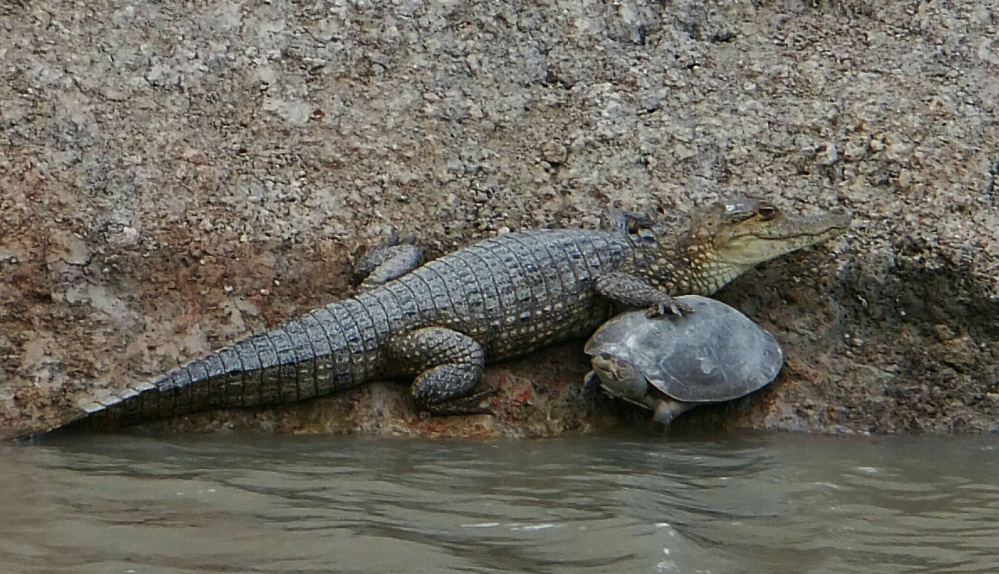 Image of Amazon River Turtle