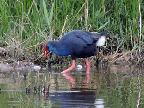 Image of Purple Swamphen