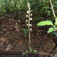 Image de Corallorhiza maculata var. mexicana (Lindl.) Freudenst.