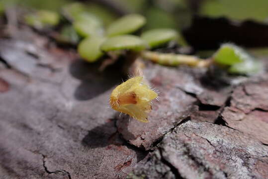 Trichotosia dasyphylla (C. S. P. Parish & Rchb. fil.) Kraenzl.的圖片