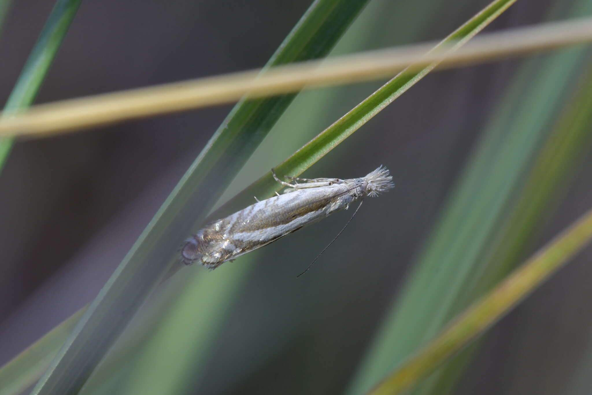 Image of Glyphipterix oxymachaera