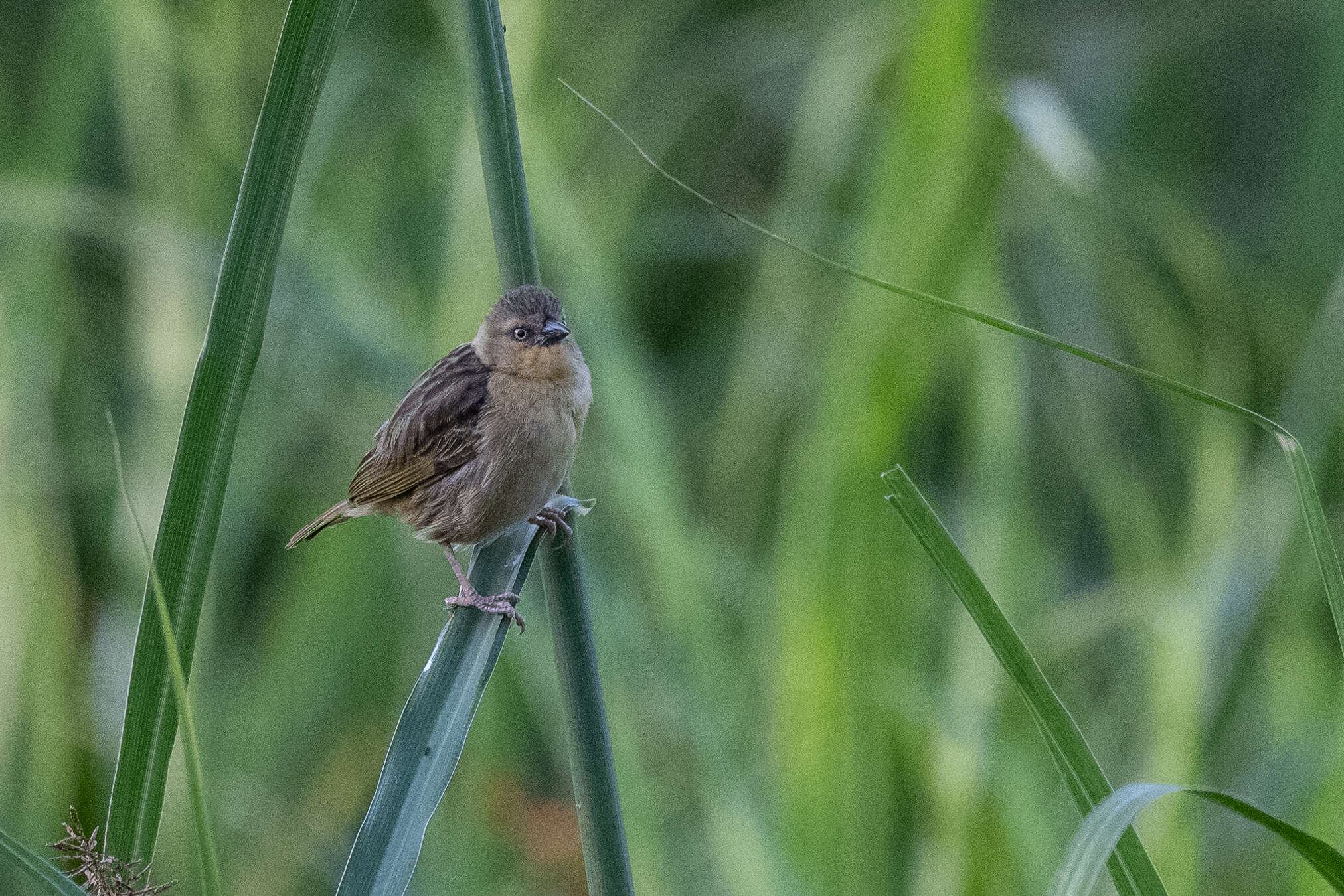 Image of Northern Brown-throated Weaver