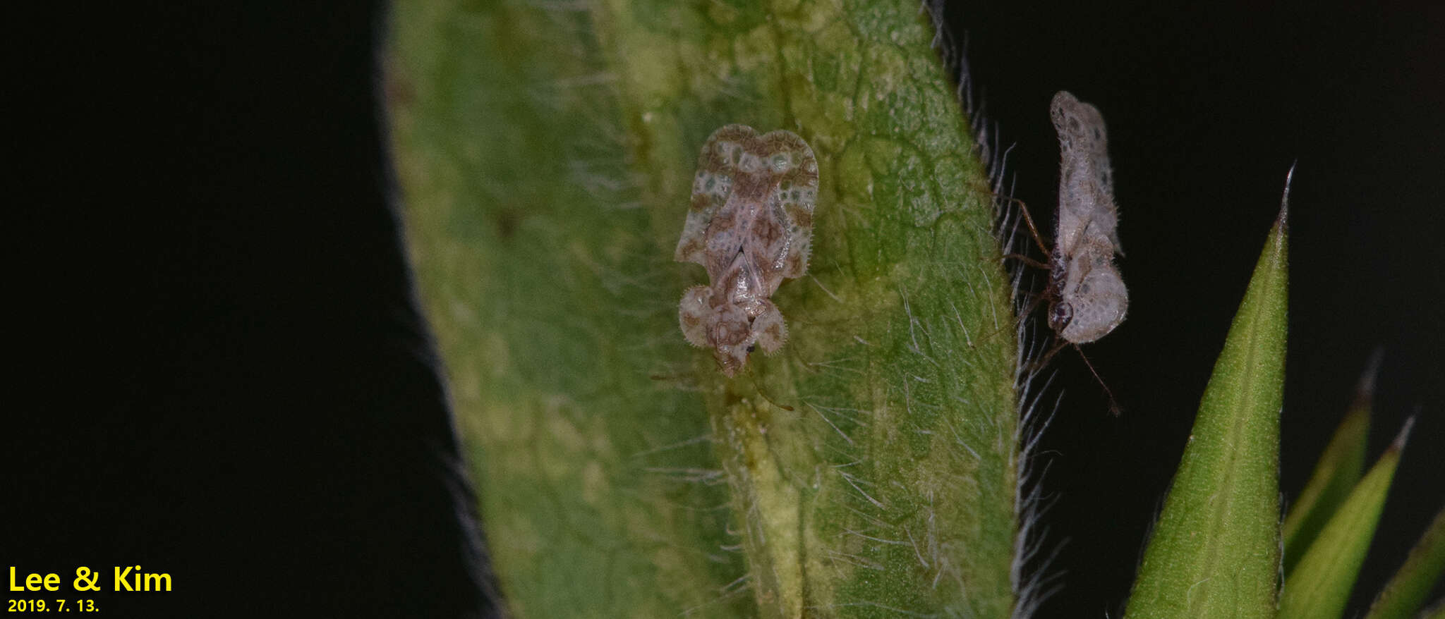 Image of Chrysanthemum Lace Bug