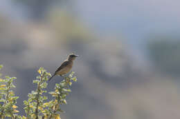 Image of Campicoloides Roberts 1922