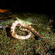 Image of Ovophis tonkinensis (Bourret 1934)