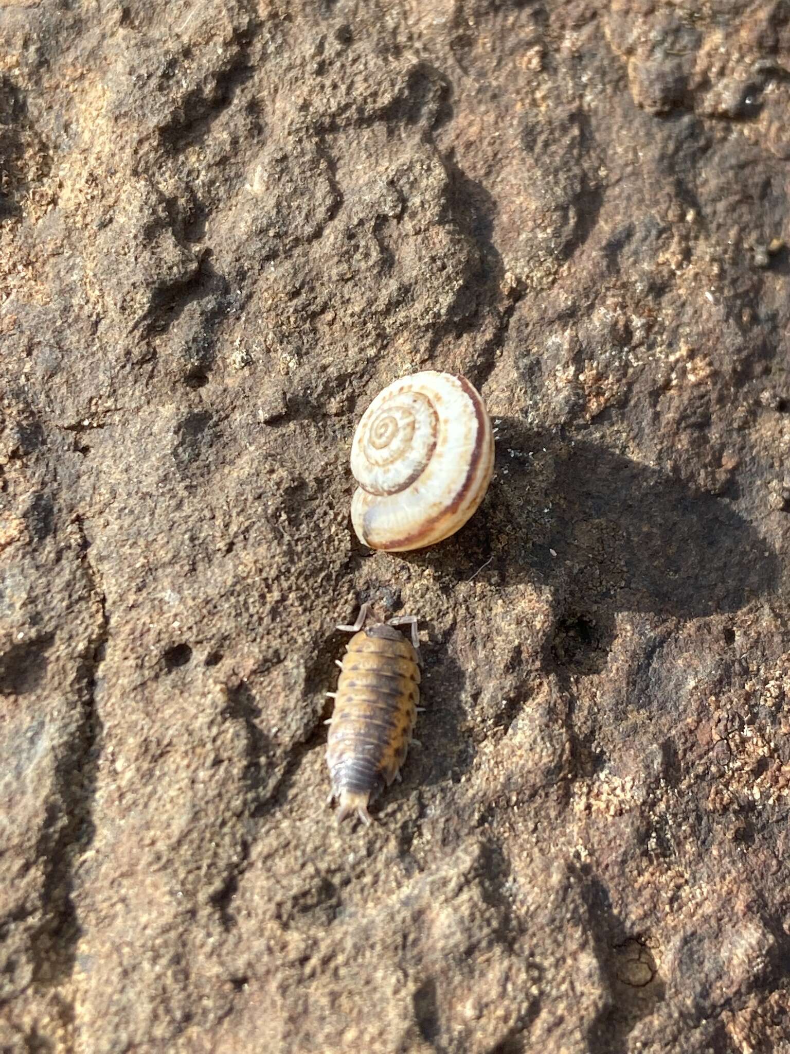 صورة Proporcellio vulcanius (Verhoeff 1908)