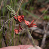 Слика од Indigofera complanata Spreng.