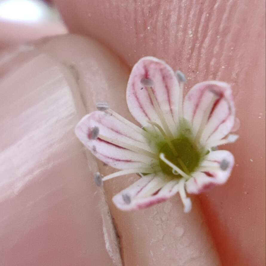 Слика од Gypsophila capillaris (Forsk.) C. Chr.