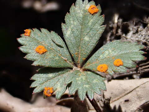 Image of Phragmidium potentillae (Pers.) P. Karst. 1878