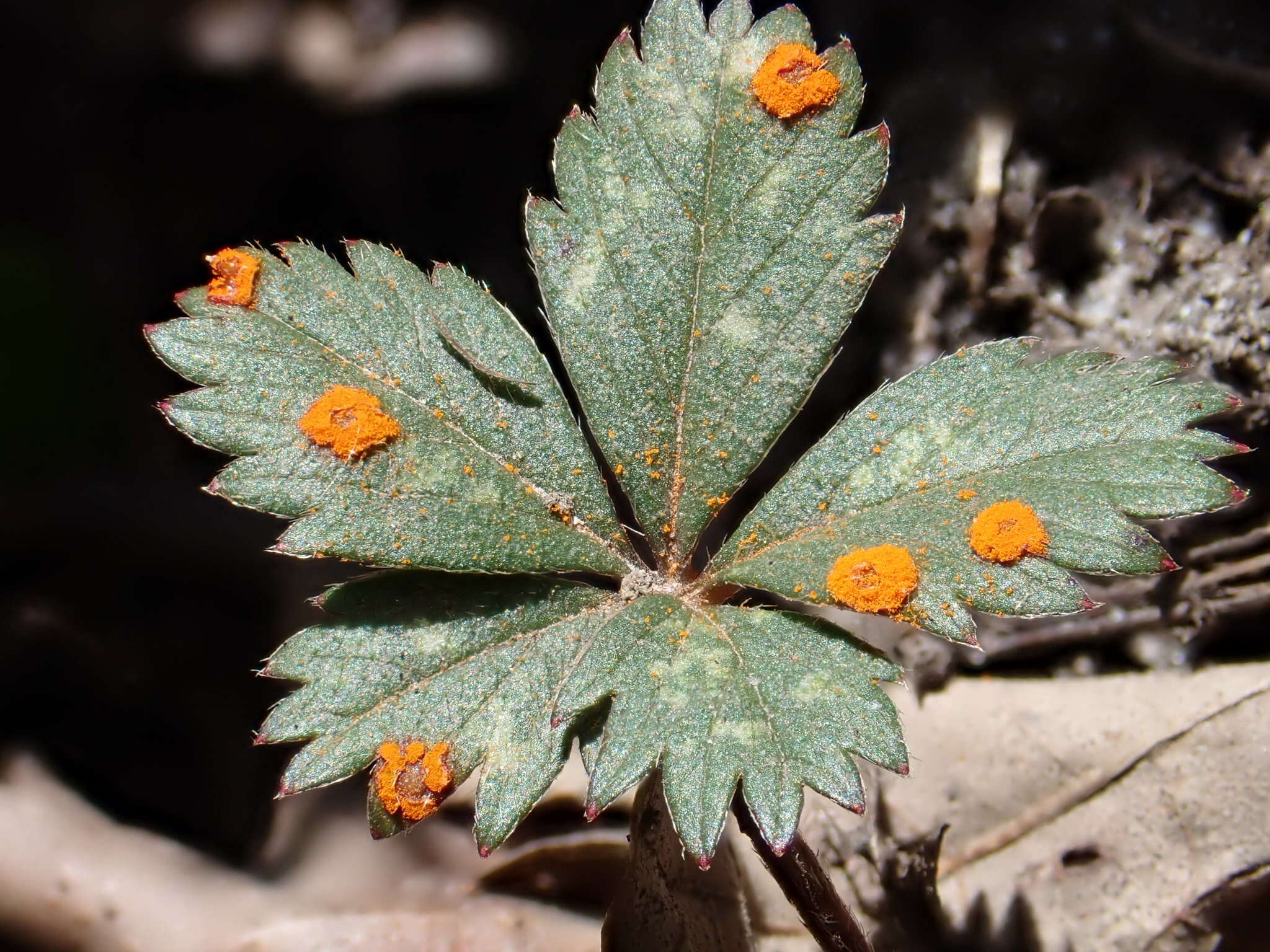 صورة Phragmidium potentillae (Pers.) P. Karst. 1878