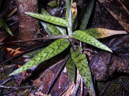 Image of Gonatostylis vieillardii (Rchb. fil.) Schltr.