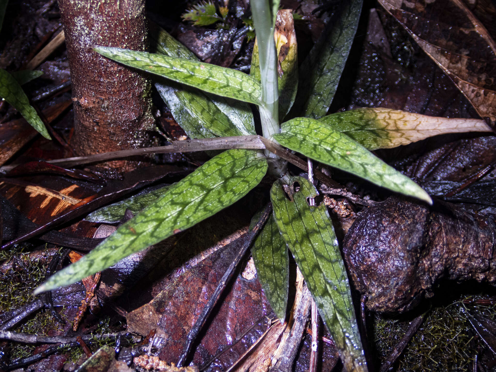 Gonatostylis vieillardii (Rchb. fil.) Schltr.的圖片