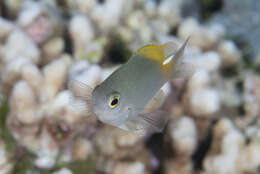 Image of Damselfish