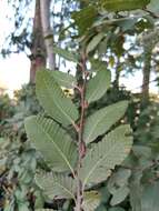 Image de Nothofagus alpina (Poepp. & Endl.) Oerst.