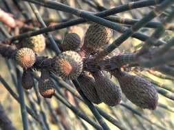 Image of swamp-oak