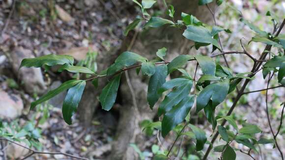 Image of Rothmannia capensis Thunb.