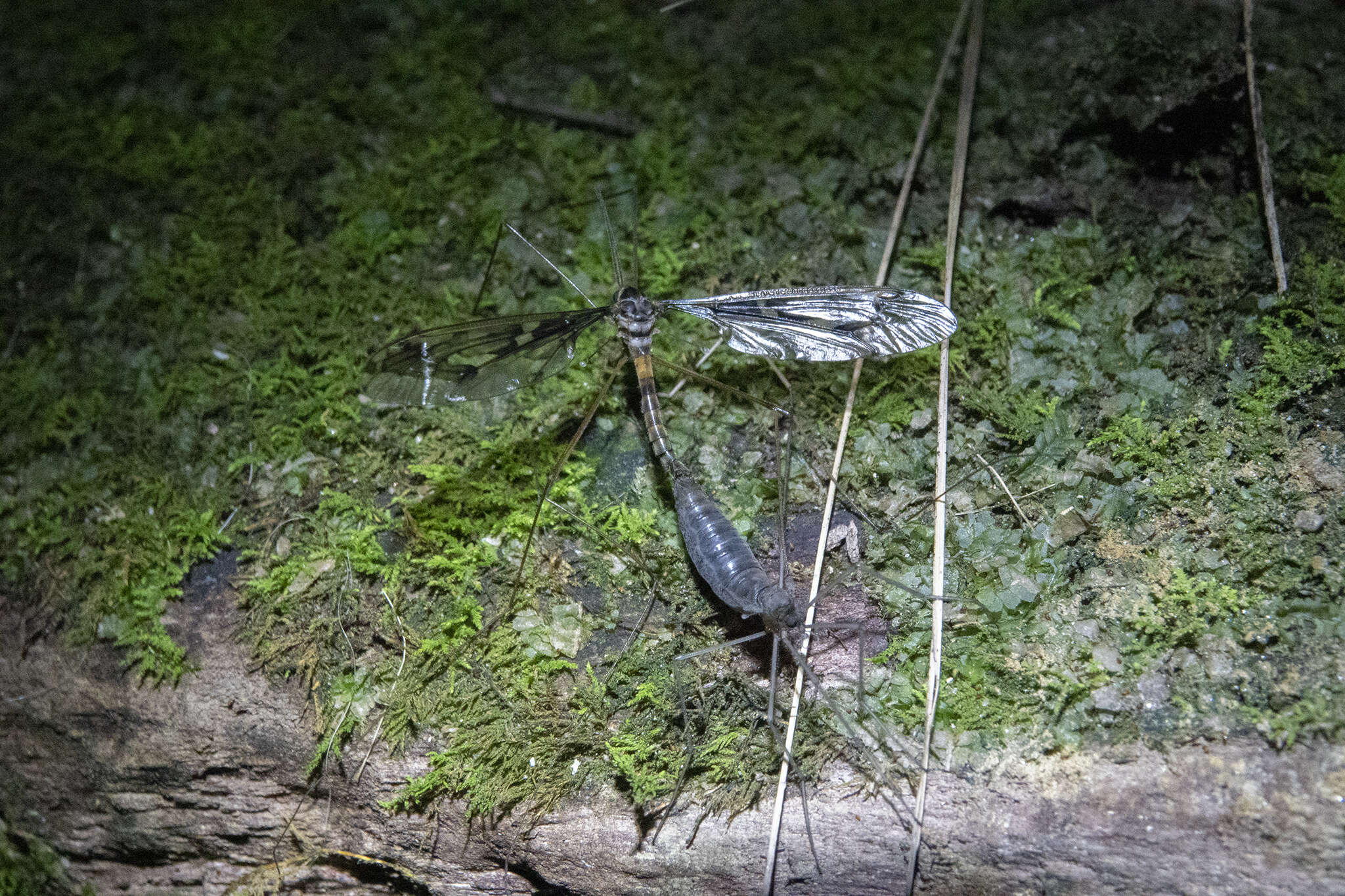 Image of Leptotarsus (Macromastix) binotatus (Hutton 1900)