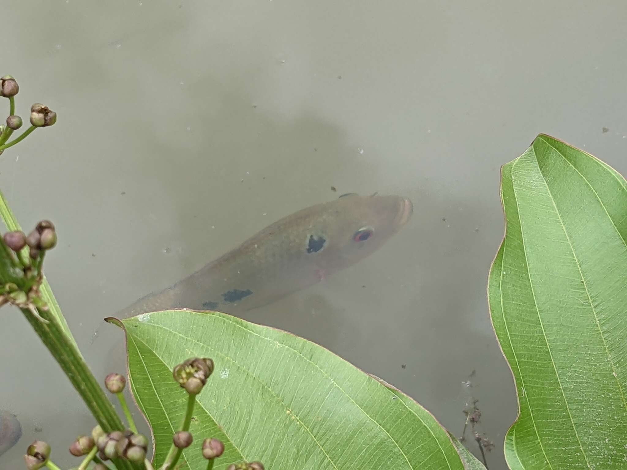 Image of Cichlasoma trimaculatum (Günther 1867)