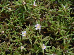 Image of Small's purslane