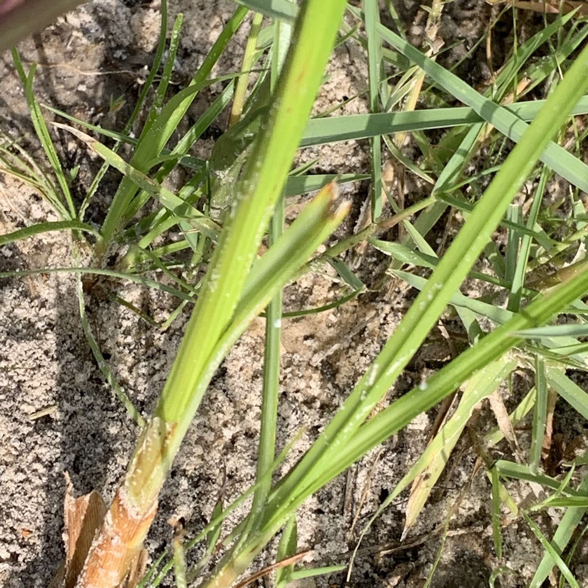 Image of Cyperus macrostachyos Lam.