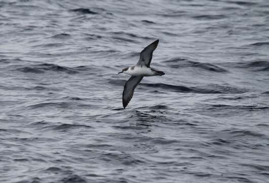 Image of Great Shearwater