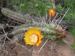 Corryocactus aureus (F. A. C. Weber) Hutchison resmi