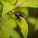 Image of Bombus senex Vollenhoven 1873