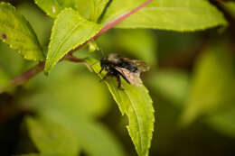 Image of Bombus senex Vollenhoven 1873