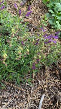 Image of littleleaf bush penstemon