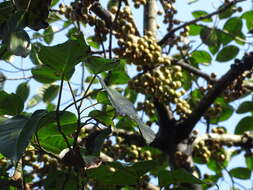 Image of Ficus variegata Bl.
