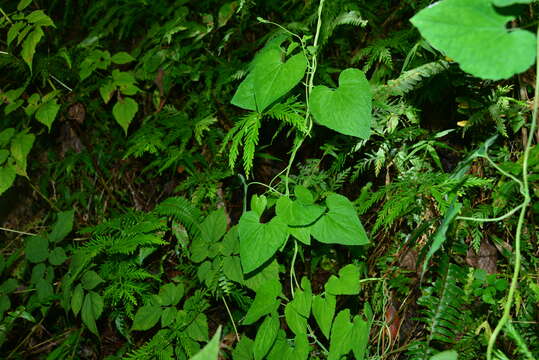 Image of Codonopsis javanica (Blume) Hook. fil. & Thomson