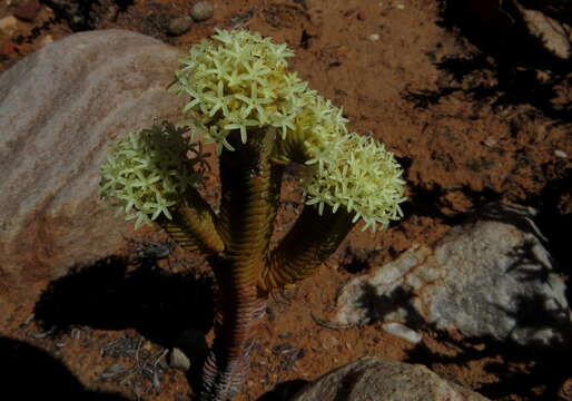 Image of Crassula pyramidalis Thunb.