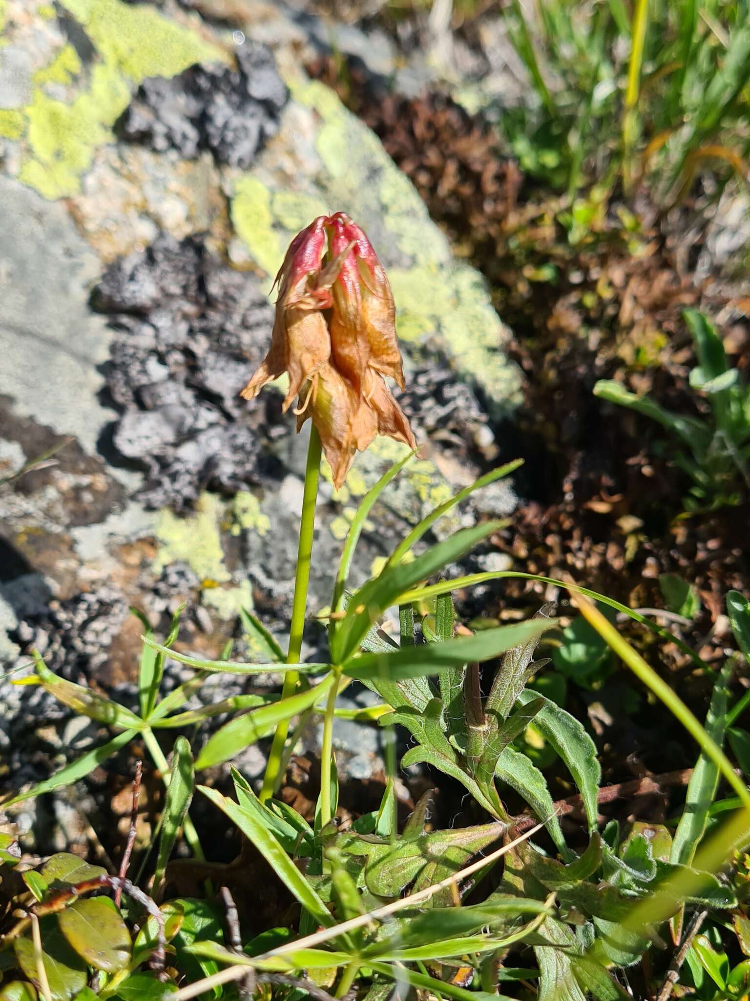 Слика од Trifolium polyphyllum (C. A. Mey.) Latsch.