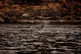 Image of killer whale