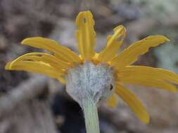 Image of common woolly sunflower