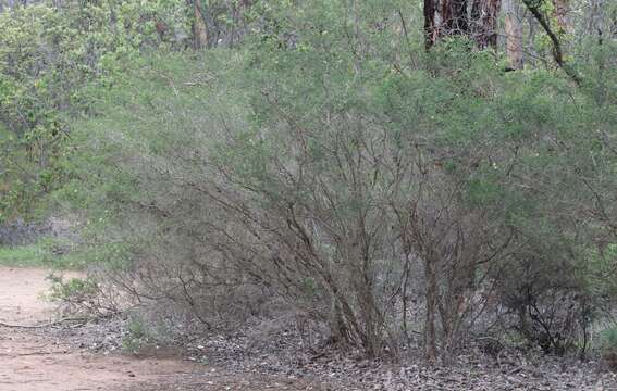 Sivun Melaleuca blaeriifolia Turcz. kuva