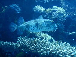 Image of Ballonfish