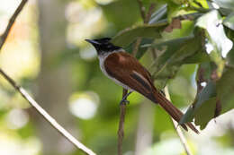 Image of Seychelles Black Paradise Flycatcher