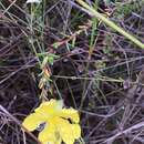 Image of Hibbertia puberula H. R. Toelken