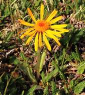 Image of fuscate groundsel