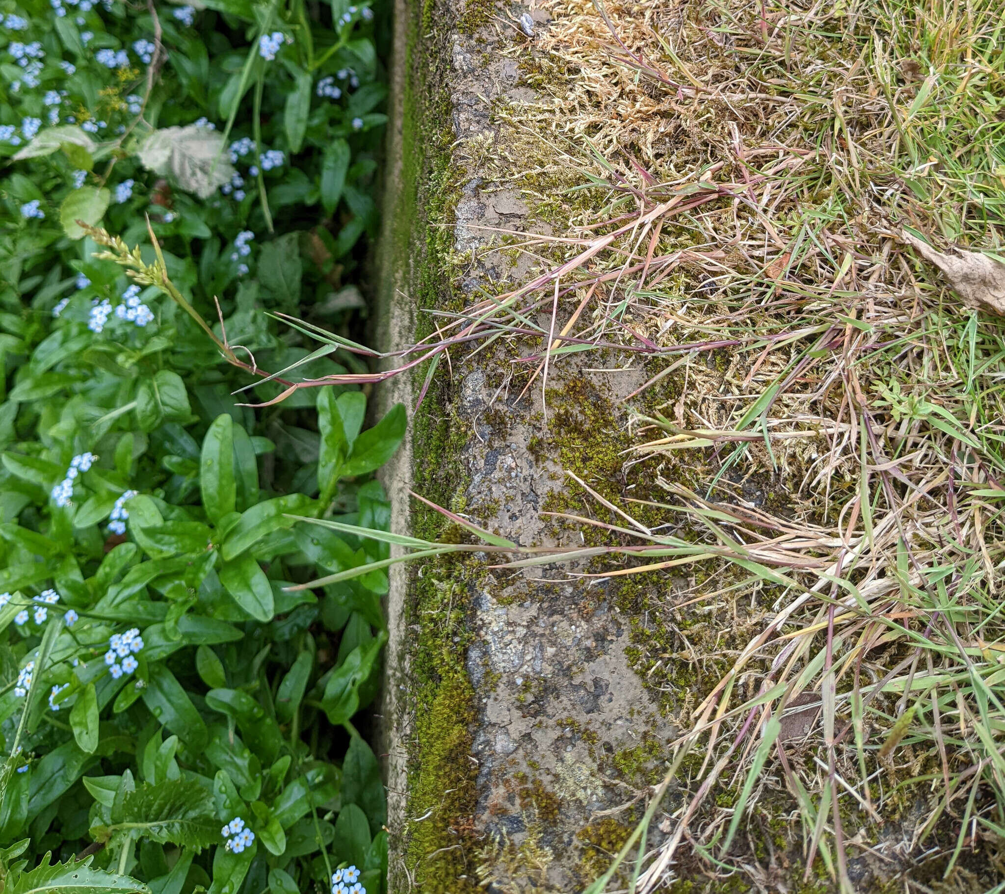 Слика од Agrostis murbeckii Fouill.