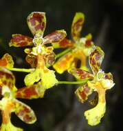 Image of mule-ear orchid