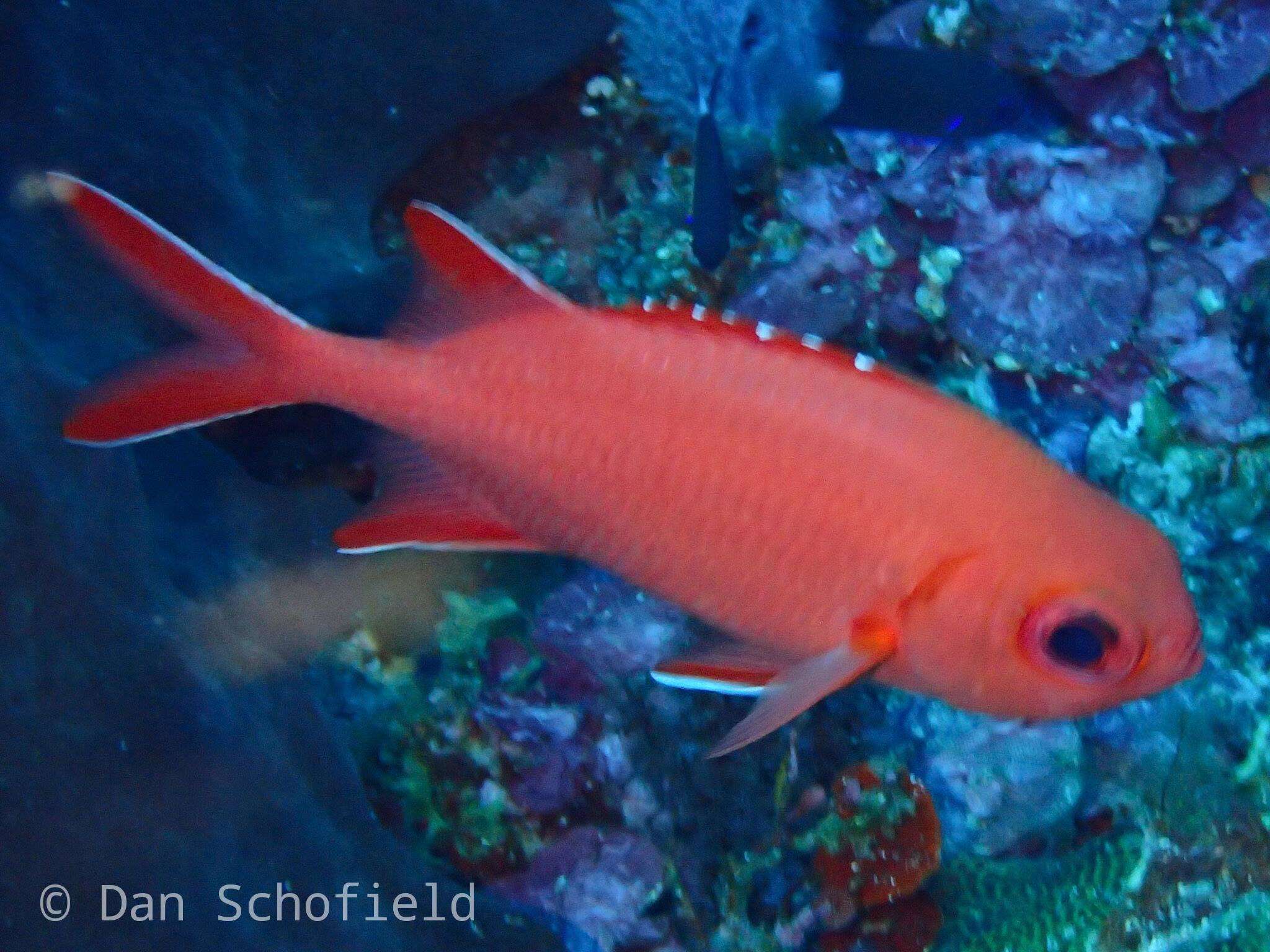 Image of Immaculate Squirrelfish