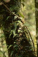 Image of Pleopeltis ecklonii (Kunze) A. R. Sm.