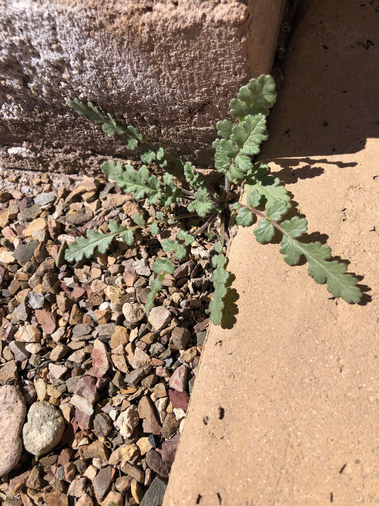 Image of Arizona phacelia