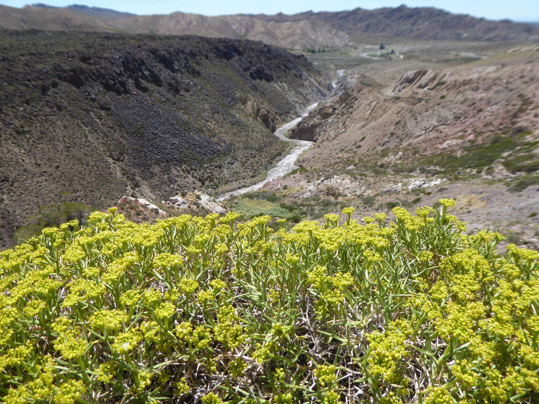 Imagem de Azorella prolifera (Cav.) G. M. Plunkett & A. N. Nicolas