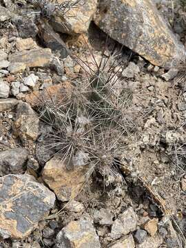 Image of Graham's pricklypear