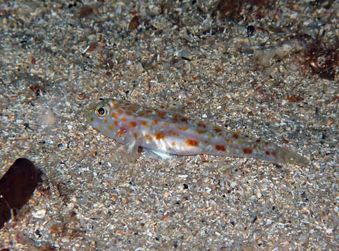 Image of Large-scaled goby