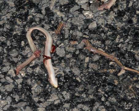 Image of Glass Lizards