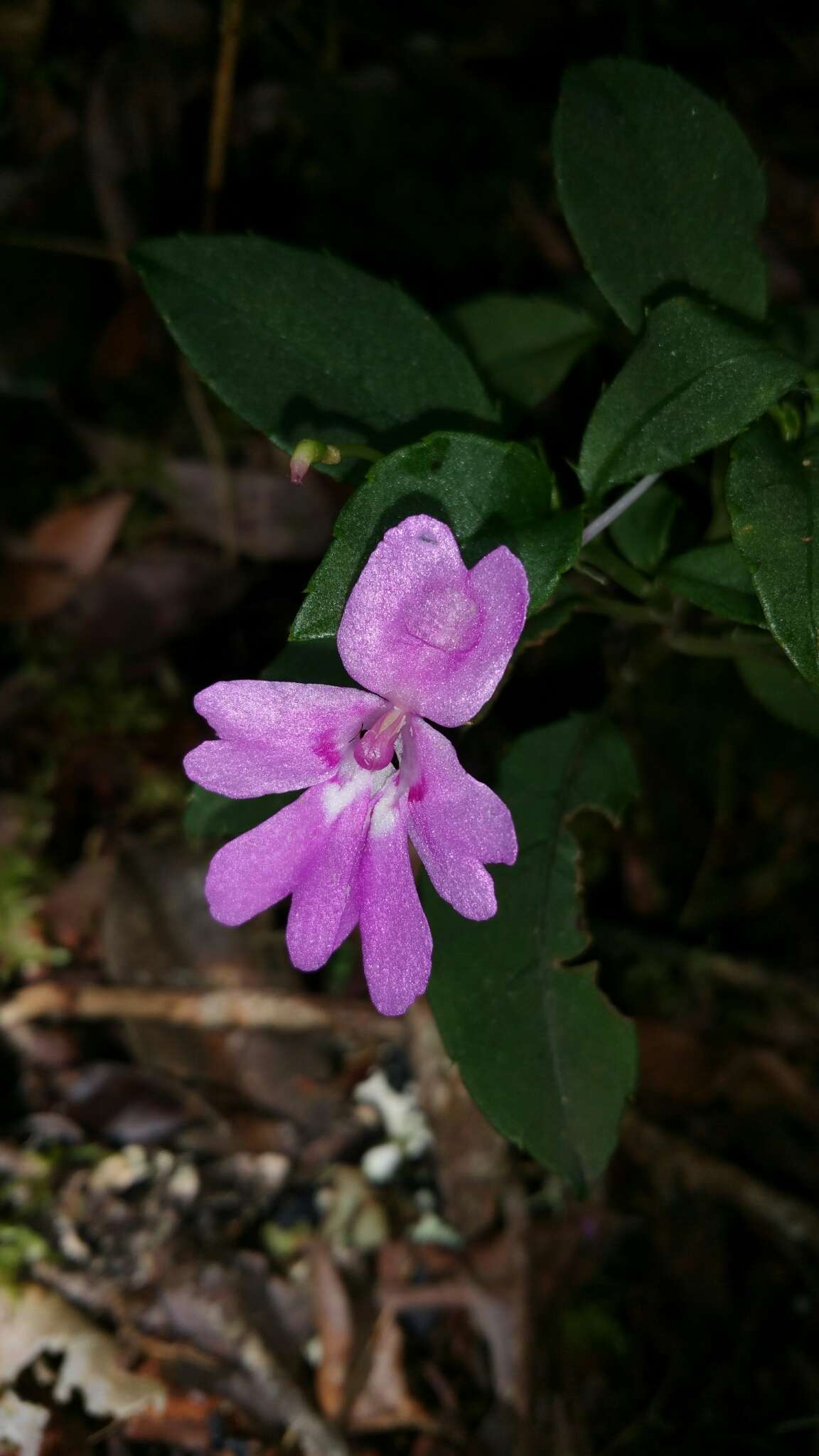 Image of Impatiens firmula Baker